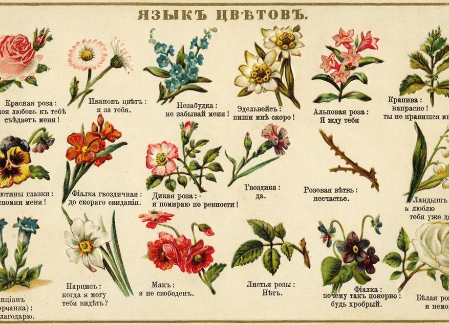 Какие цветы символизируют любовь: как собрать букет-признание с тайным языком цветов, оттенков и чувств