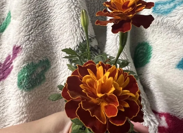 Уход за цветами что Вам подарили 😍